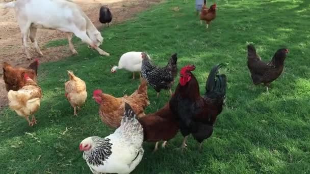 Стадо цыплят — стоковое видео
