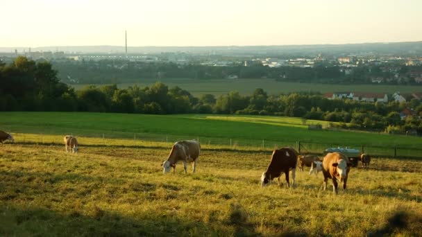 一群奶牛在吃东西 — 图库视频影像