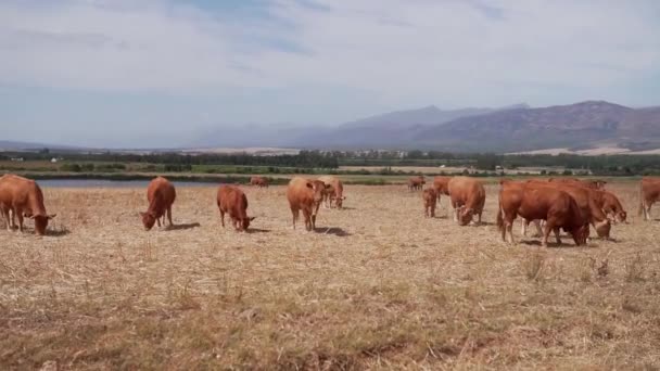 Kudde koeien in een weiland — Stockvideo