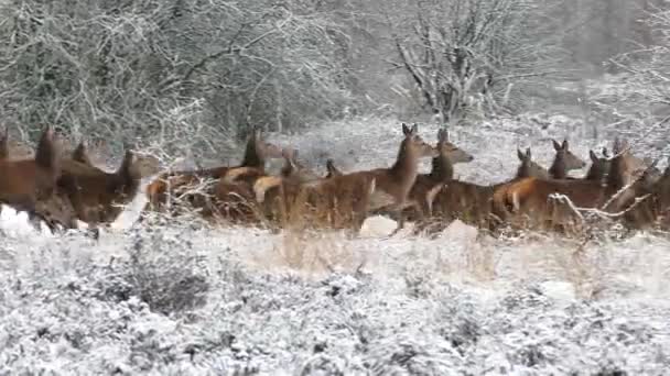 Stado jeleni biegnących po śnieżnej drodze Filmiki Stockowe bez tantiem