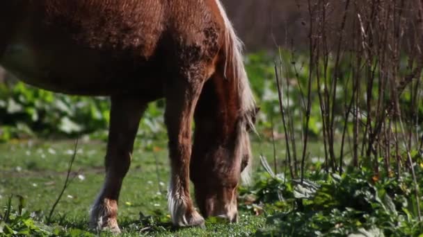 Caballo alimentándose de una hierba de pasto — Vídeos de Stock