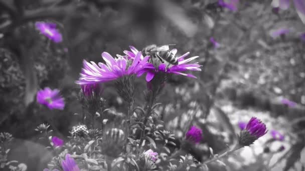 Abeja en flor de margarita púrpura — Vídeos de Stock