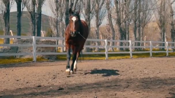 Paard galoppeert rond een ranch — Stockvideo