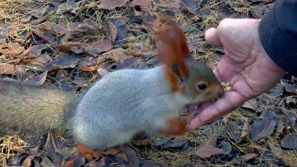 Humano alimentando o pequeno esquilo — Vídeo de Stock