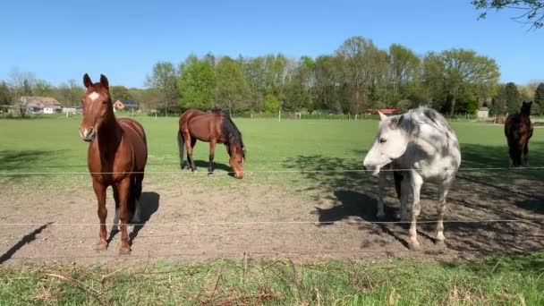 Caballos dentro de la granja corren en refugio — Vídeos de Stock