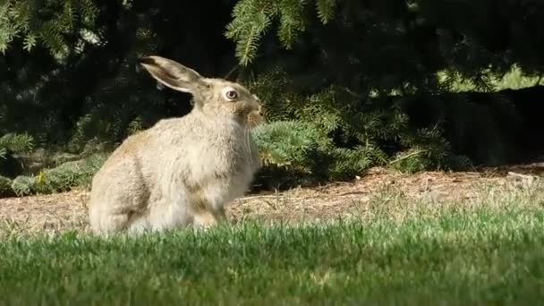 Джек-ролик належить родині зайців — стокове відео