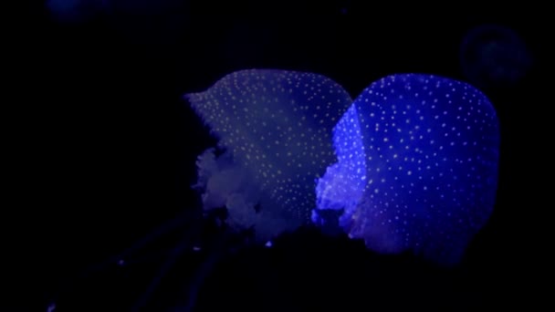 Medusas que brillan en aguas oscuras — Vídeo de stock