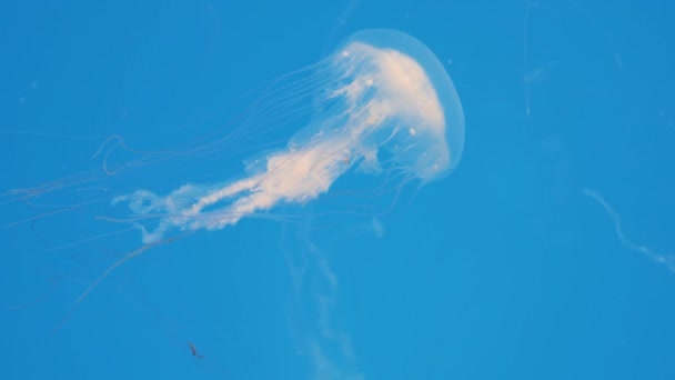 Meduzy poruszające się pod wodą — Wideo stockowe