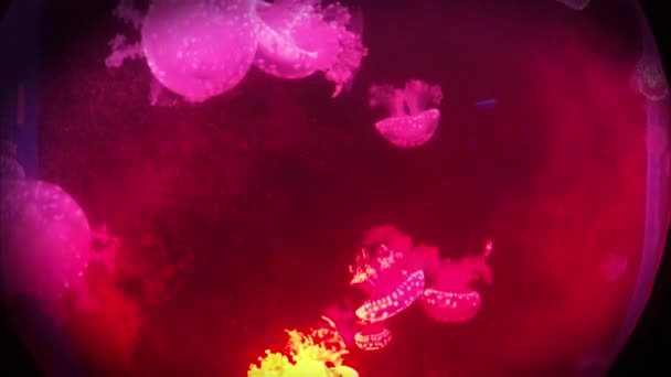 Медуза плаває в циркулярному русі в акваріумі — стокове відео