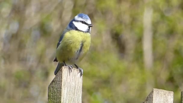 Little bird perched on a wood — Stock Video