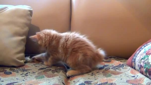 Liten kattunge spelar sin leksak mus — Stockvideo