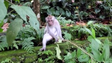 maymun yaprakları yiyor