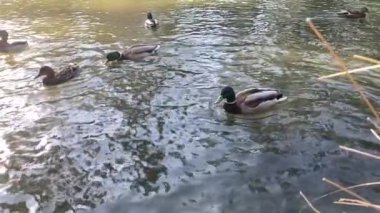 Ördek sürüsü gölde kürek çekiyor.