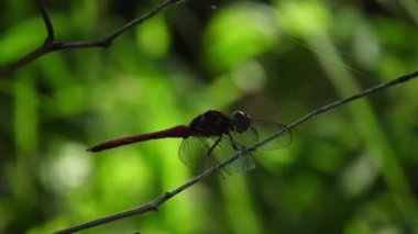Dal üzerine tünemiş kırmızı yusufçuğun sığ odağı