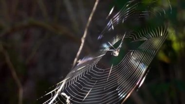 Örümcek ağının ortasında dinlenen örümcek