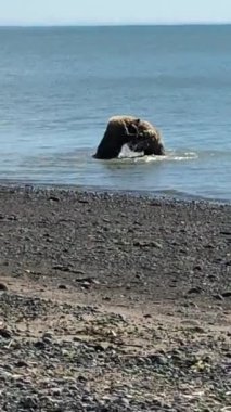 Clark Gölü 'ndeki iki ayı Ulusal Park Alaska
