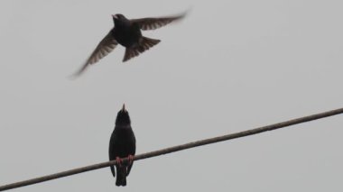 Biri uçup gitmeden önce iki karga elektrik teline tünemişti.