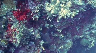 Suda yaşayan hayvanların videosu