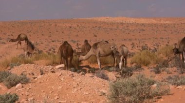 Dromedary hayvanlarının videosu