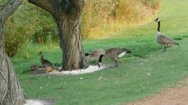 Kazların ağaç gövdesi yakınındaki videosu