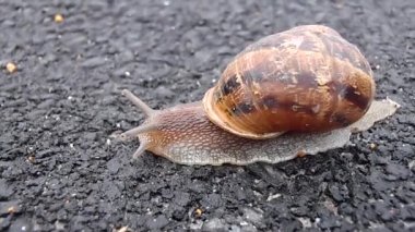 Salyangoz hareketi videosu