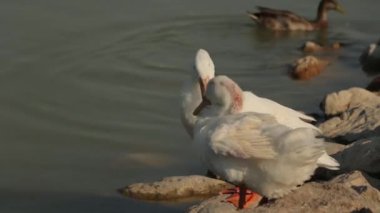 Vahşi ördekler kayalıklarda dinlenirken tüylerini tımar ediyorlar.
