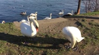 Suyun yanında beyaz kuğu