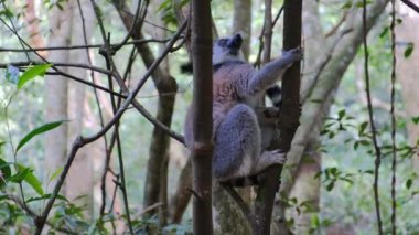 Vahşi primatlar ağaçlarda dinleniyor.