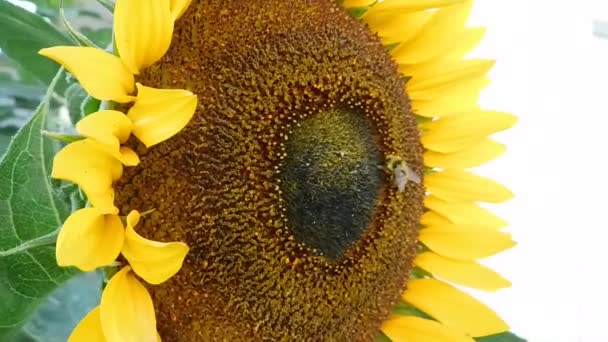 Makrovideo von Biene auf Sonnenblume — Stockvideo