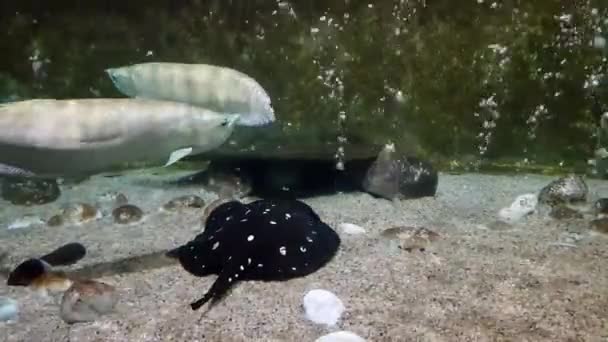 Animali marini in un acquario — Video Stock