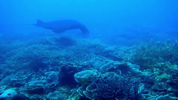 Manta ray nadando acima do recife de coral — Vídeo de Stock