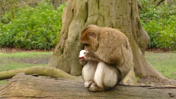 Elma yiyen maymun — Stok video