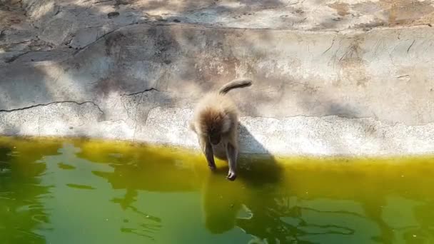 Μαϊμού σε ζωολογικό κήπο που πιάνει έντομα — Αρχείο Βίντεο