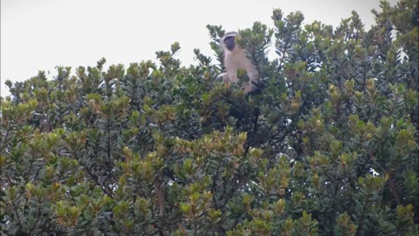 Mono descansando sobre una copa de árbol — Vídeos de Stock