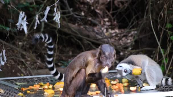 Мавпи їдять разом — стокове відео