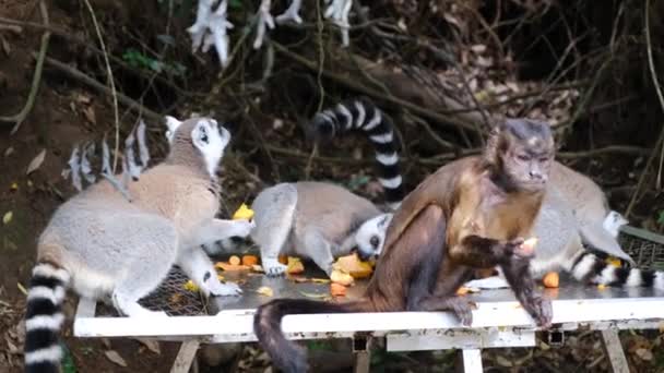 Мавпи їдять разом — стокове відео