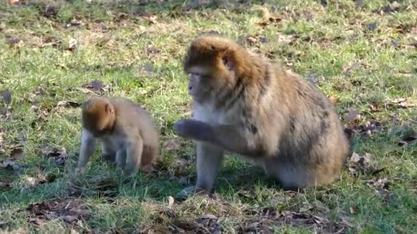 Monkeys looking for food — стоковое видео