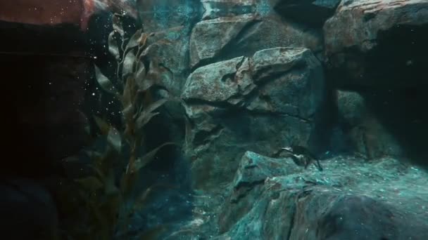 Пингвин под водой — стоковое видео
