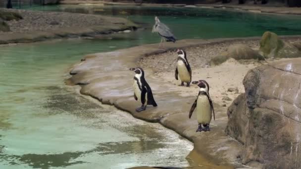 Pinguine im Zoo — Stockvideo