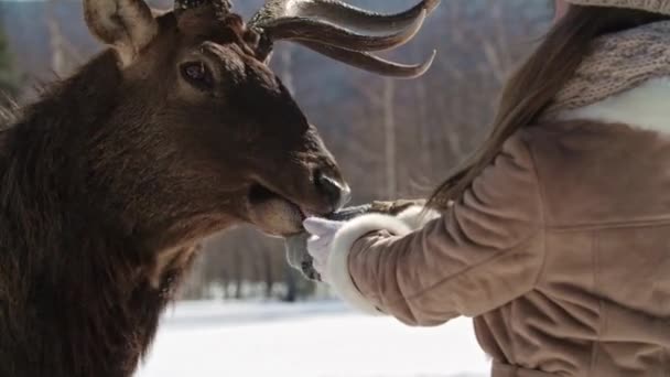 People feeding a deer with their hands — Stock Video
