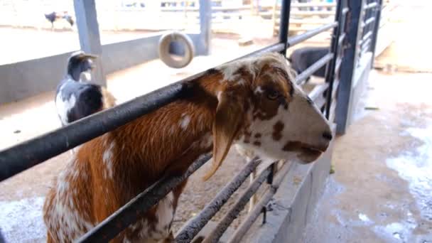 Les gens qui nourrissent les chèvres dans une ferme — Video