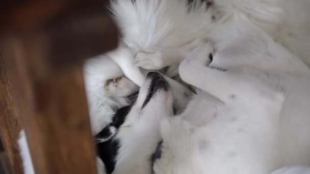 ペット犬は面白い位置で寝ています — ストック動画