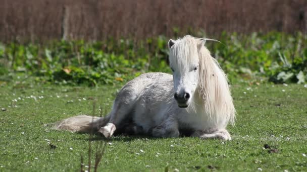 Ponies on the grass in a horse farm — Stock Video