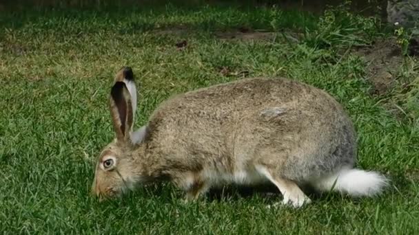 Karmienie królików trawą — Wideo stockowe