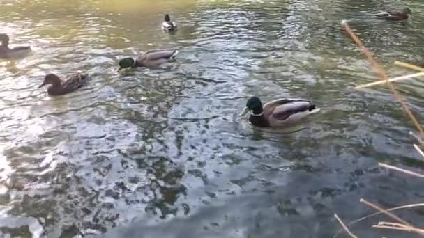 Tratwa kaczek wiosłujących w jeziorze — Wideo stockowe