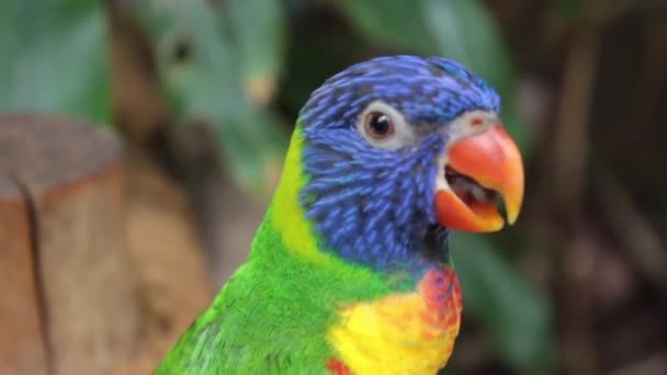 Regenbogenlorikeet — Stockvideo