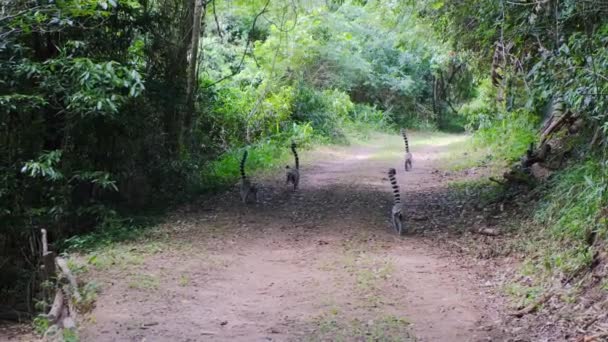 Ring staart maki 's lopen op de weg met staart omhoog — Stockvideo