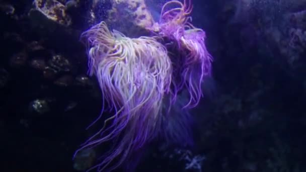 Anémone de mer accrochée sur des rochers sous-marins — Video