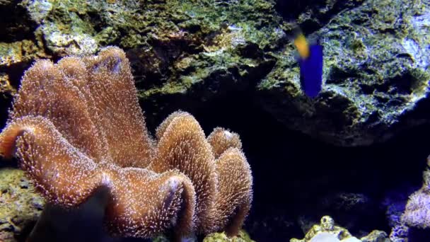 Havsanemon och fiskar som lever under vatten med en ström — Stockvideo