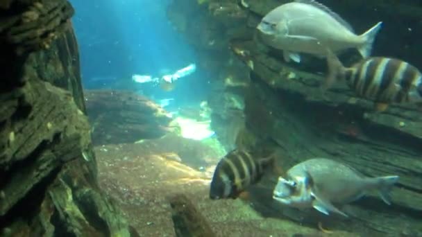 Животные под водой — стоковое видео